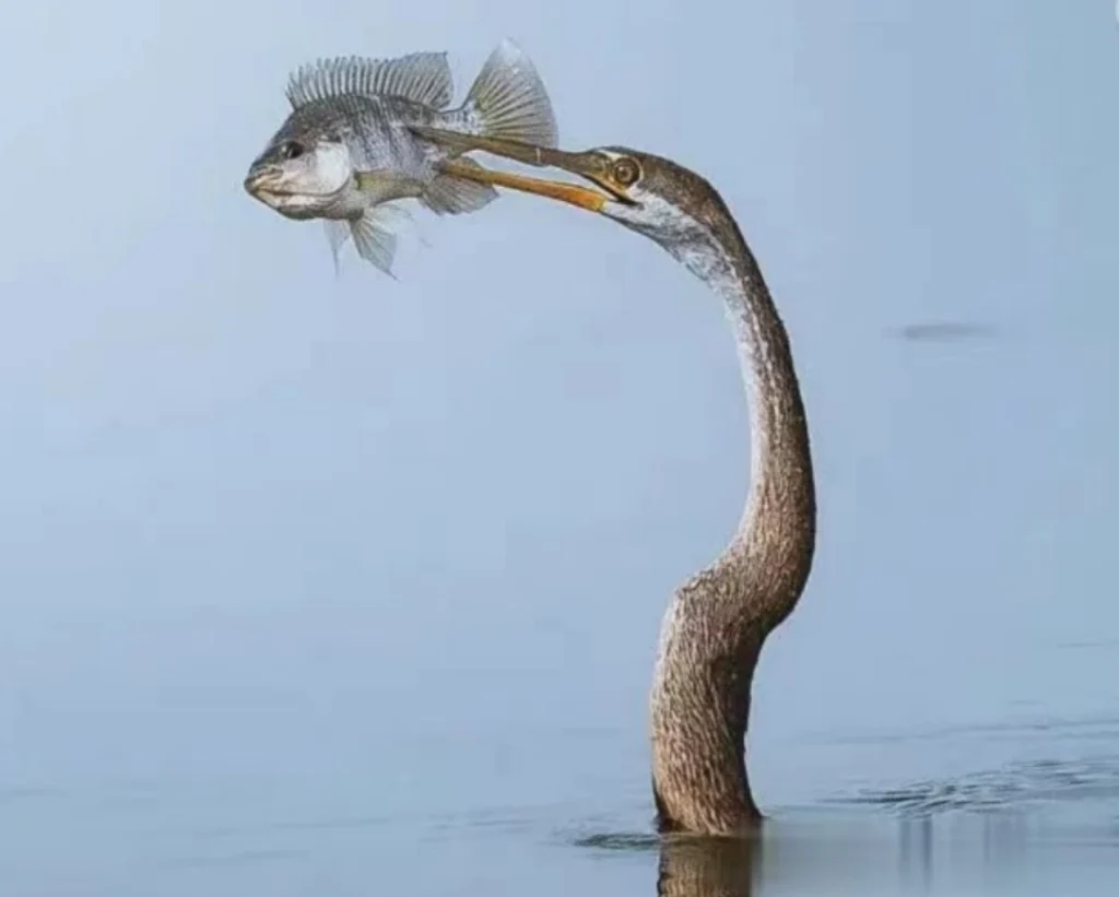 图片[3]_公众号动物科普该怎么写？_金拓资源