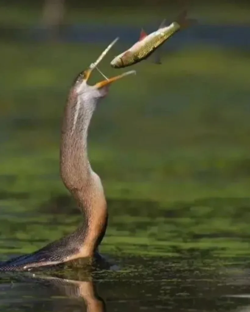 图片[4]_公众号动物科普该怎么写？_金拓资源