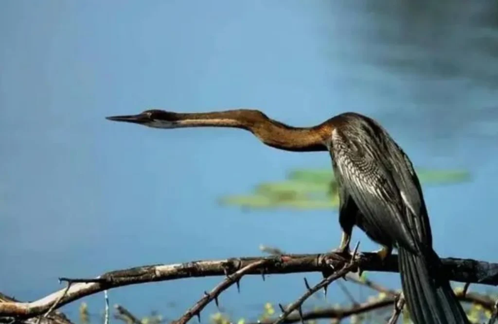 图片[5]_公众号动物科普该怎么写？_金拓资源